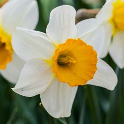 Narciso de trombeta 'Barret Browning'